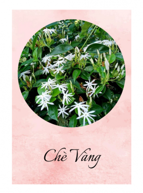 Chè Vàng